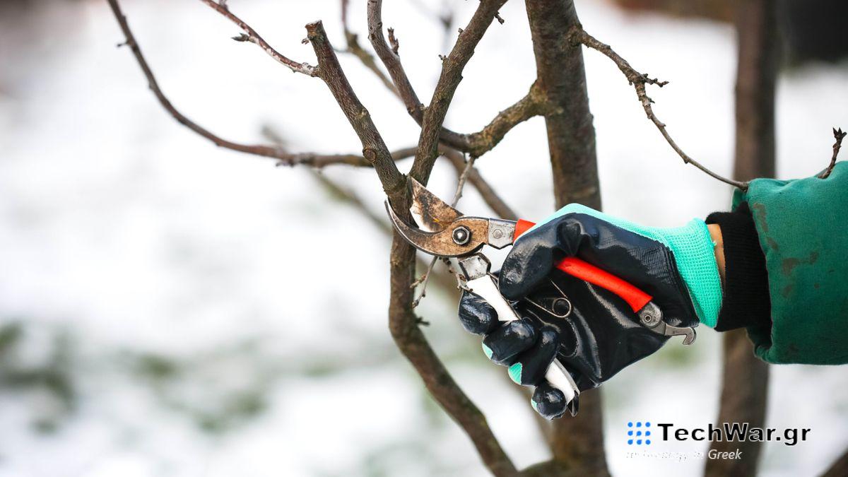 Someone pruning branches in winter