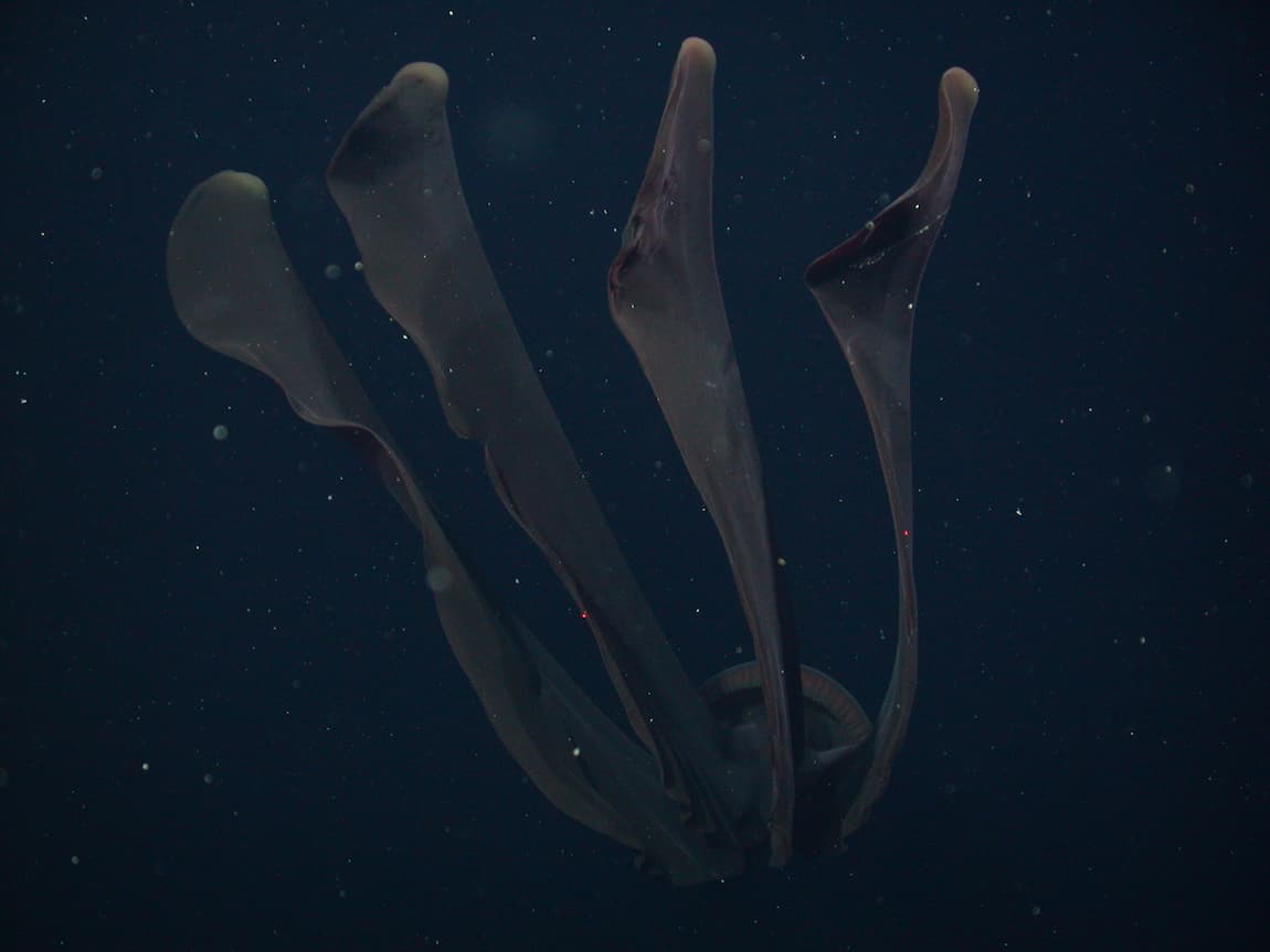 Επιστήμονες κατέγραψαν γιγαντιαία μέδουσα φάντασμα, Επιστήμονες κατέγραψαν γιγαντιαία μέδουσα φάντασμα, TechWar.gr