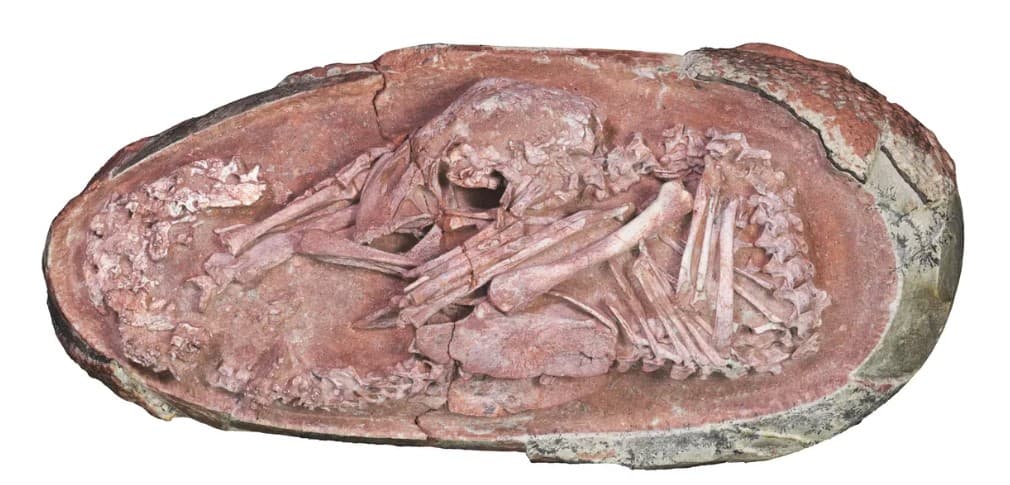 Τέλεια διατηρημένο έμβρυο δεινοσαύρου βρέθηκε σε απολιθωμένο αυγό / FOXreport.gr, Τέλεια διατηρημένο έμβρυο δεινοσαύρου βρέθηκε σε απολιθωμένο αυγό, TechWar.GR