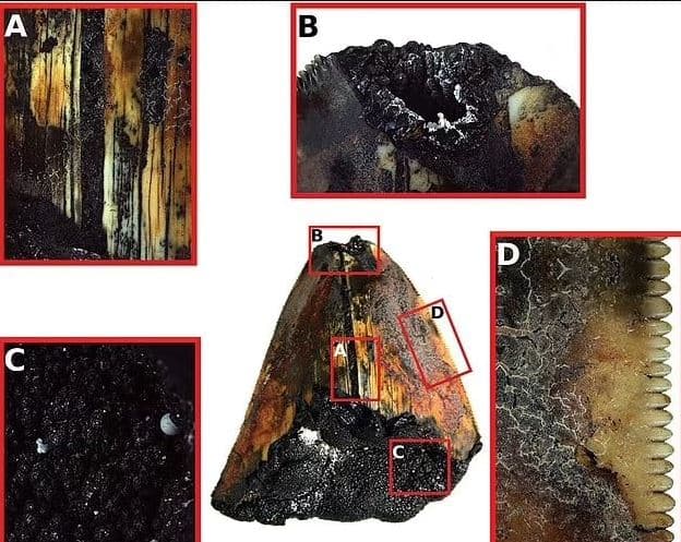 Ανακαλύφθηκε στον πυθμένα του ωκεανού το πρώτο καλοδιατηρημένο δόντι καρχαρία μεγαλόδοντα / FOXreport.gr, Ανακαλύφθηκε στον πυθμένα του ωκεανού το πρώτο καλοδιατηρημένο δόντι καρχαρία μεγαλόδοντα, TechWar.gr