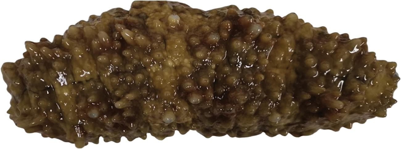 Καρκίνος: Τρομερή επιστημονική ανακάλυψη - Θαλάσσιο αγγούρι ίσως κρύβει το μυστικό για την καταπολέμησή του, Καρκίνος: Τρομερή επιστημονική ανακάλυψη – Θαλάσσιο αγγούρι ίσως κρύβει το μυστικό για την καταπολέμησή του, TechWar.gr