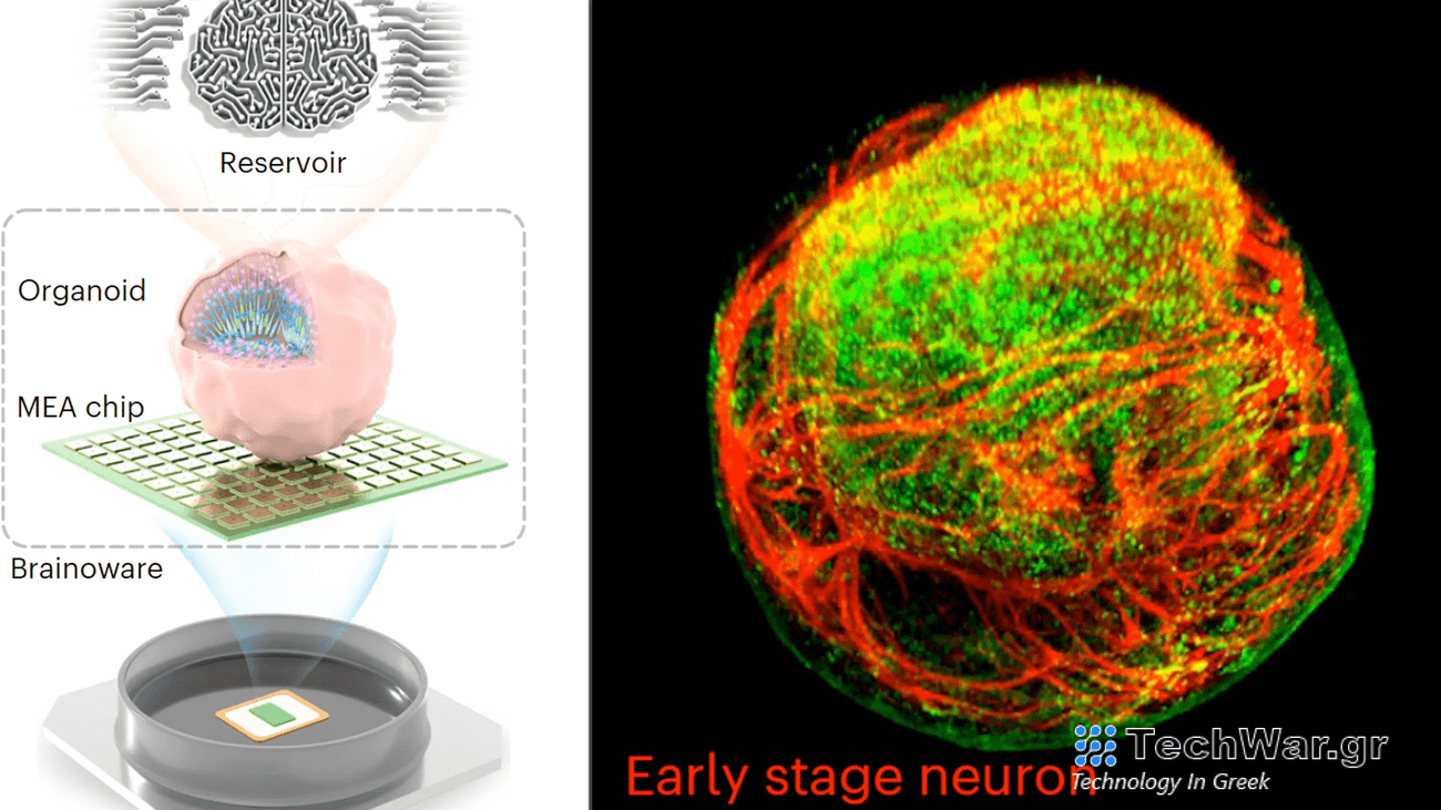 Brainoware biocomputing study illustration