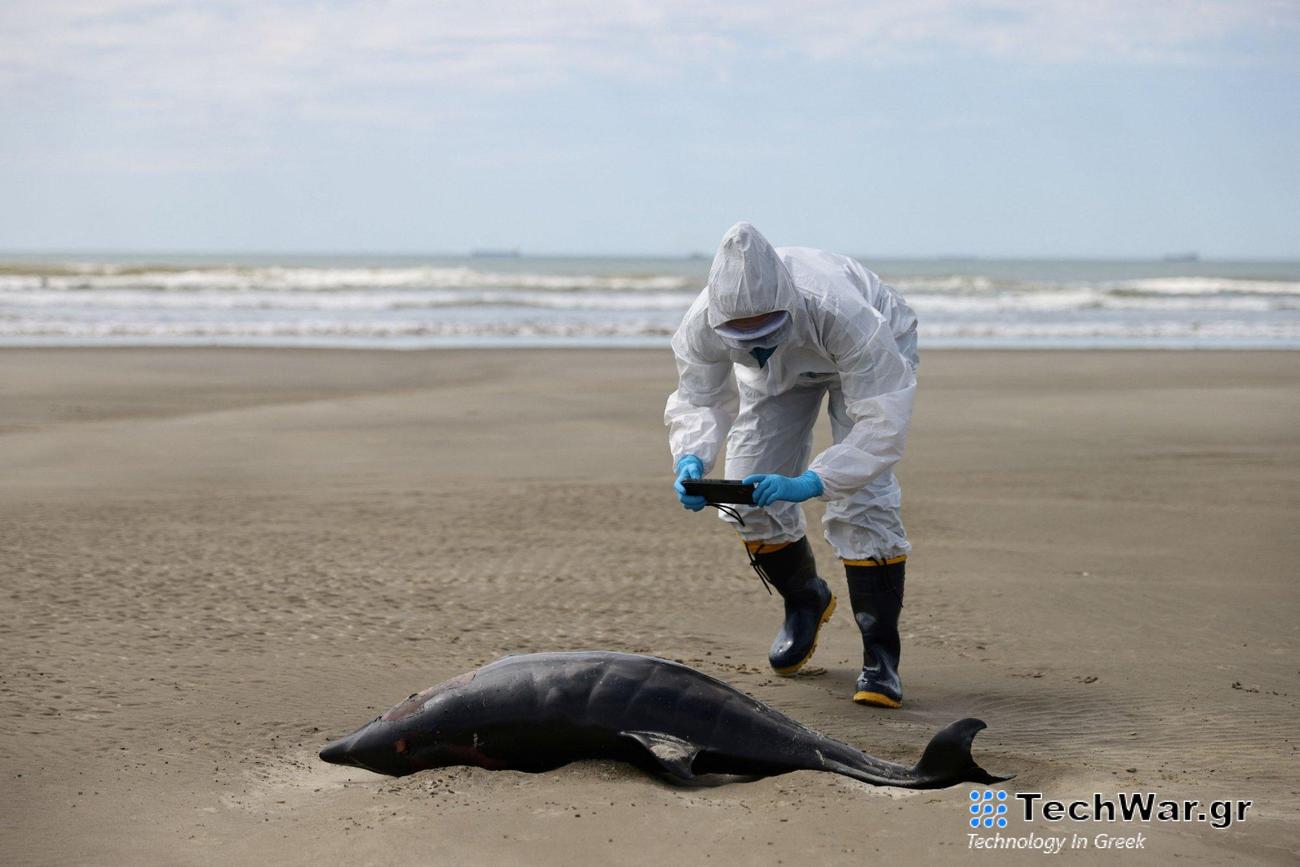 Γρίπη των πτηνών: Φώκιες και θαλάσσιοι λέοντες πεθαίνουν μαζικά στη Βραζιλία