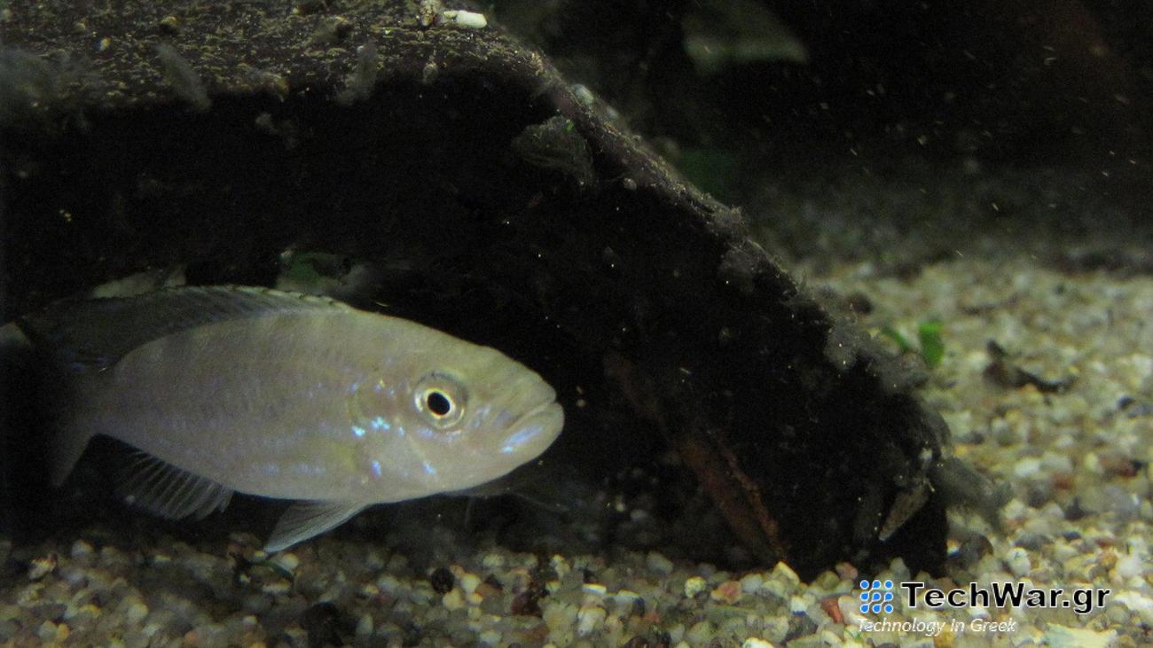Perissodus microlepis