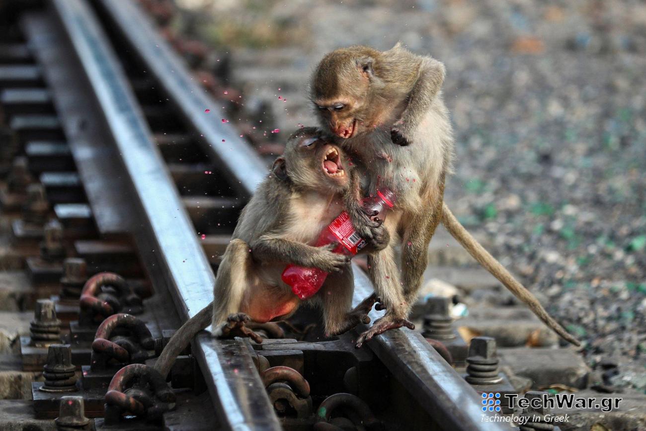 Ο κανιβαλισμός στο ζωικό βασίλειο: Η λίστα με 12 ζώα «κανίβαλους»