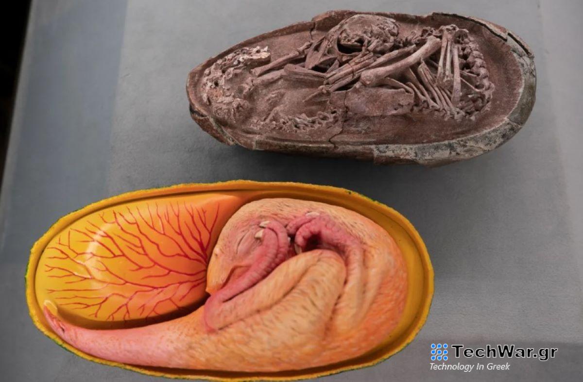 Το έμβρυο ανήκει σε μια ομάδα φτερωτών