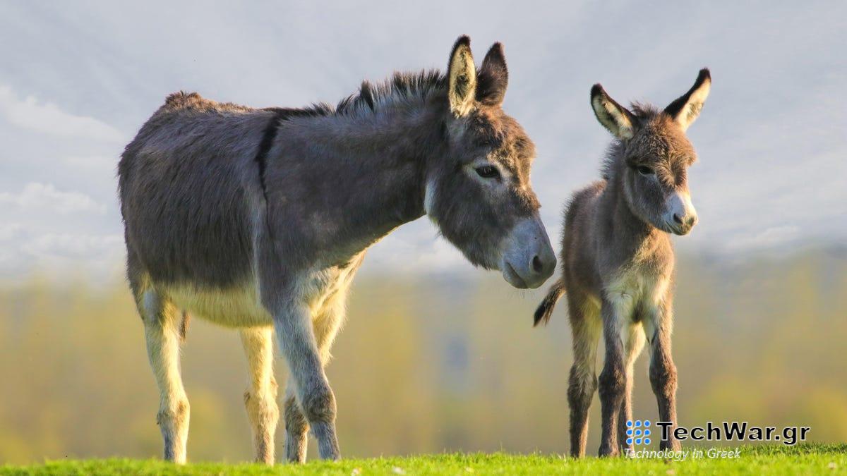Το κρέας γαϊδάρου από το Amazon είναι εκτός τραπεζιού στην Καλιφόρνια
