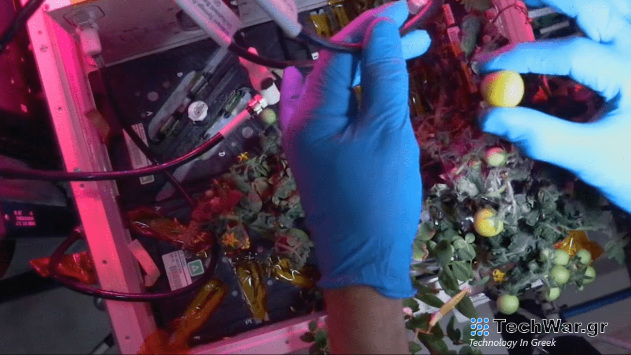 Tomatoes aboard International Space Station