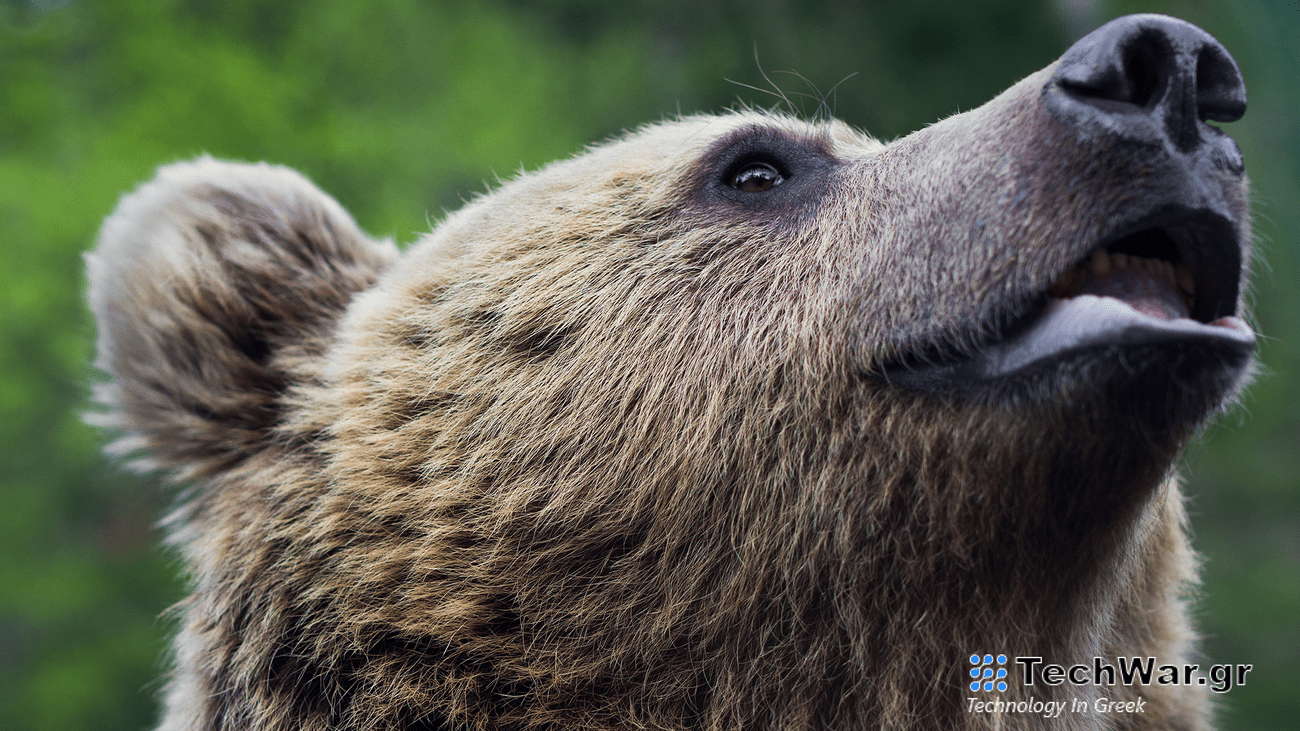 The muzzle of a brown bear.