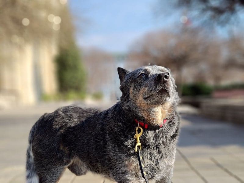 Asus ROG Phone 8 Pro review: the gamer goes mainstream!, Asus ROG Phone 8 Pro review: the gamer goes mainstream!, TechWar.GR