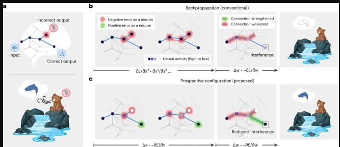 Ανθρώπινος εγκέφαλος vs Ρομπότ AI: Ποιος επεξεργάζεται καλύτερα νέες πληροφορίες;, Ανθρώπινος εγκέφαλος vs Ρομπότ AI: Ποιος επεξεργάζεται καλύτερα νέες πληροφορίες;, TechWar.GR