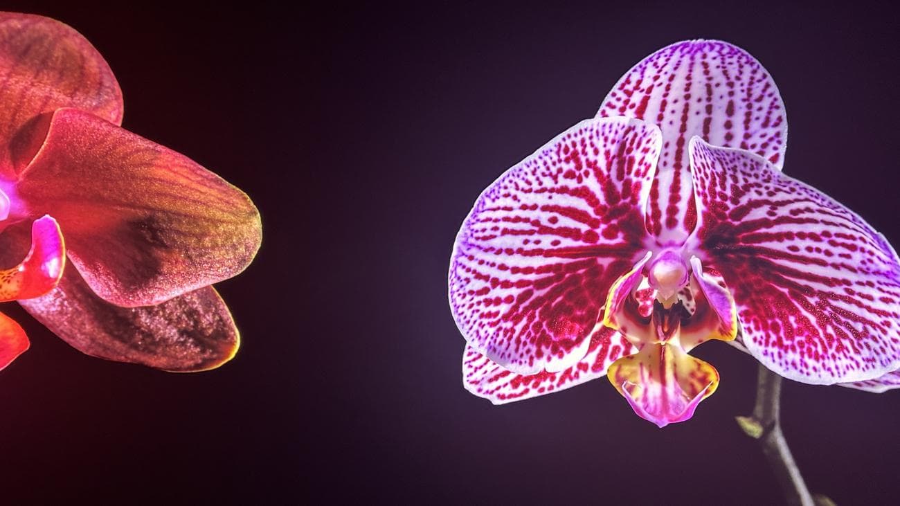 The Sphere κατά τη διάρκεια της CES 2024: Android εναντίον iPhone, The Sphere κατά τη διάρκεια της CES 2024: Android εναντίον iPhone, TechWar.GR