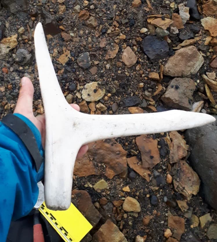 Οι πάγοι έλιωσαν και έδωσαν θησαυρό 7.000 ετών στους αρχαιολόγους, Οι πάγοι έλιωσαν και έδωσαν θησαυρό 7.000 ετών στους αρχαιολόγους, TechWar.GR