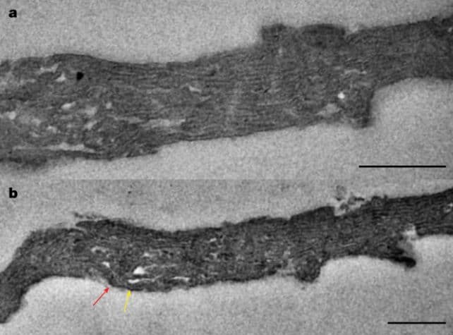 Οι επιστήμονες ανακάλυψαν ένα μυστικό ηλικίας 1,75 δισ. ετών σχετικά με την προέλευση της ζωής, Οι επιστήμονες ανακάλυψαν ένα μυστικό ηλικίας 1,75 δισ. ετών σχετικά με την προέλευση της ζωής, TechWar.GR