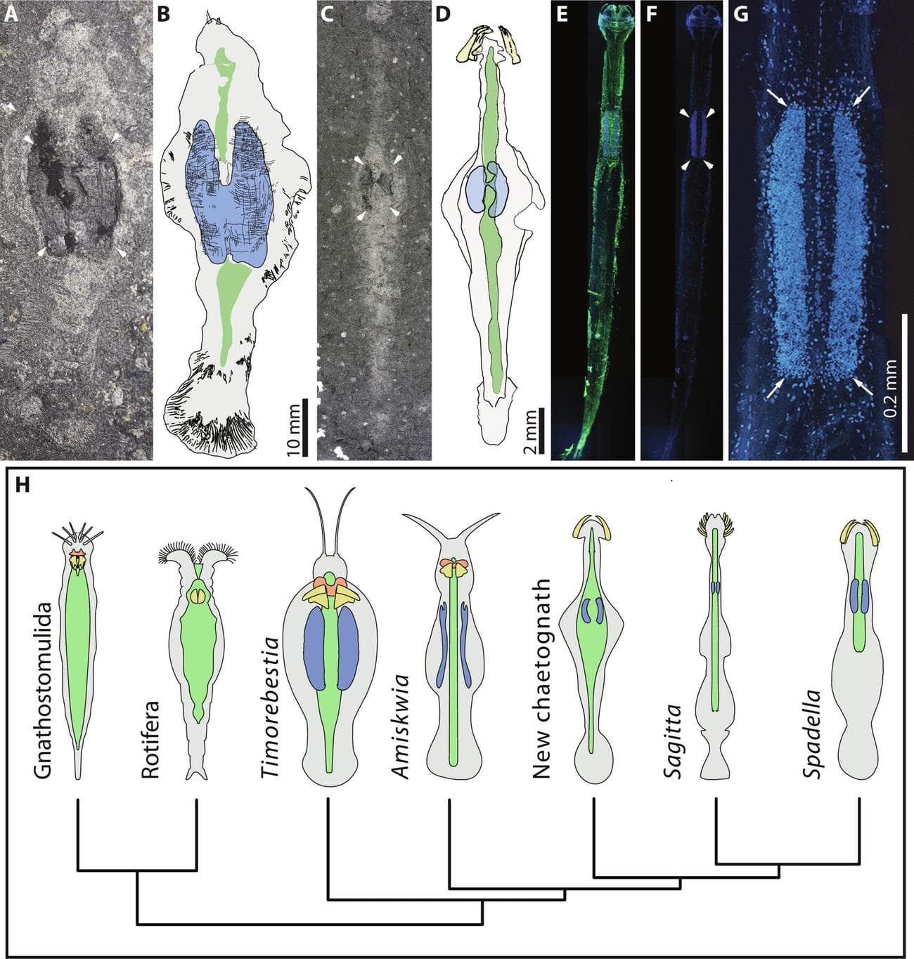 Ανακαλύφθηκαν τα αρχαία «θηρία του τρόμου», Ανακαλύφθηκαν τα αρχαία «θηρία του τρόμου», TechWar.GR