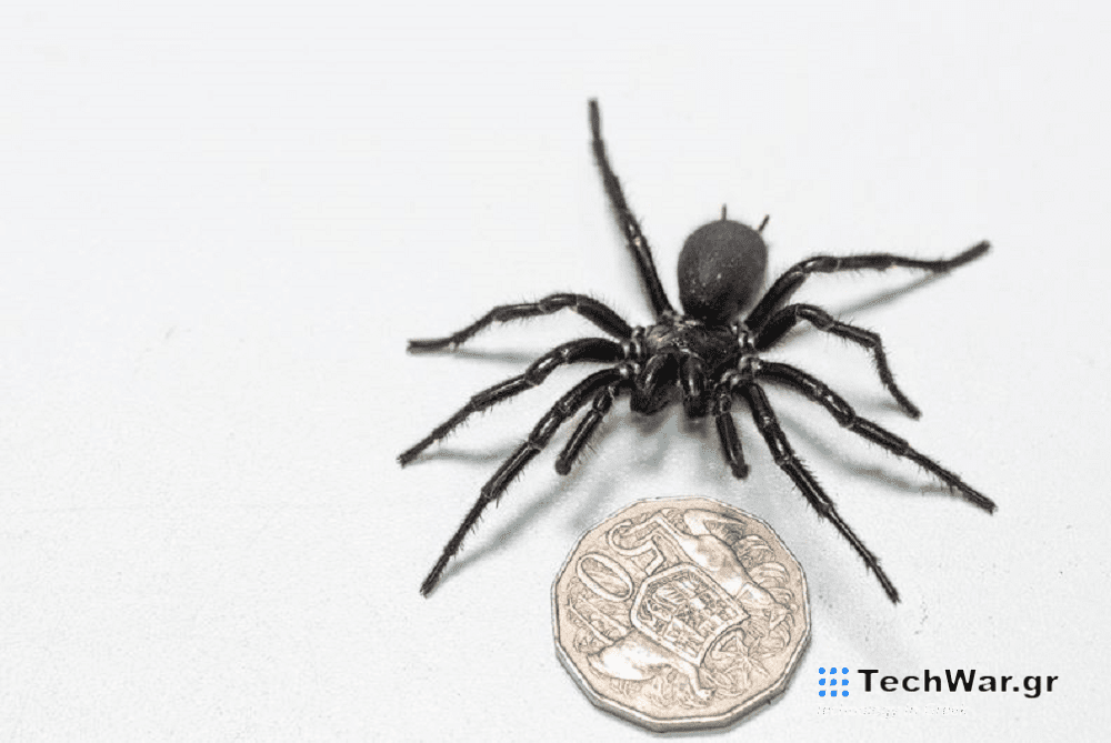 Ανακαλύφθηκε η μεγαλύτερη αρσενική και πιο δηλητηριώδης αράχνη στον κόσμο