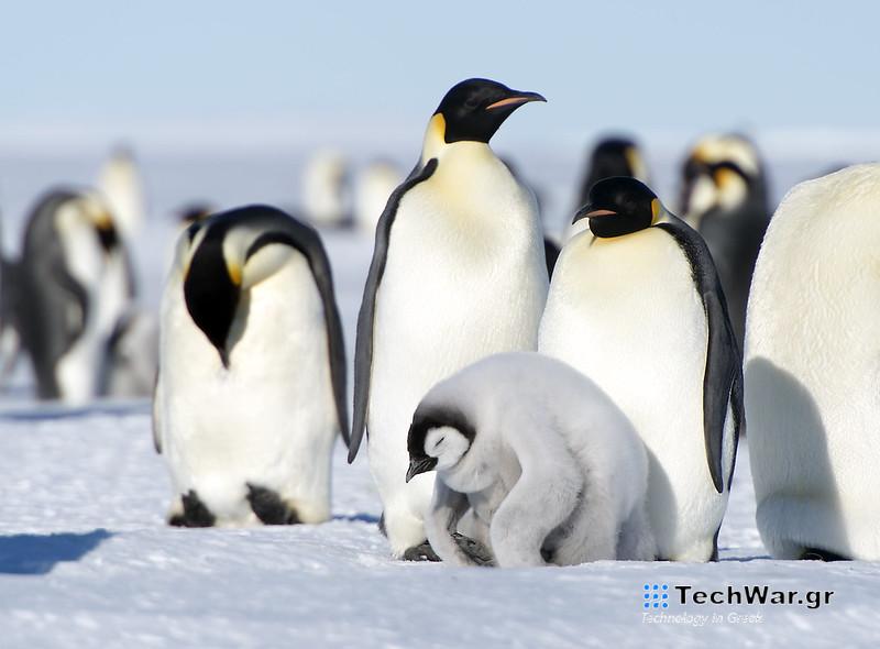 Γρίπη των Πτηνών: Η Ανταρκτική απειλείται με οικολογική καταστροφή