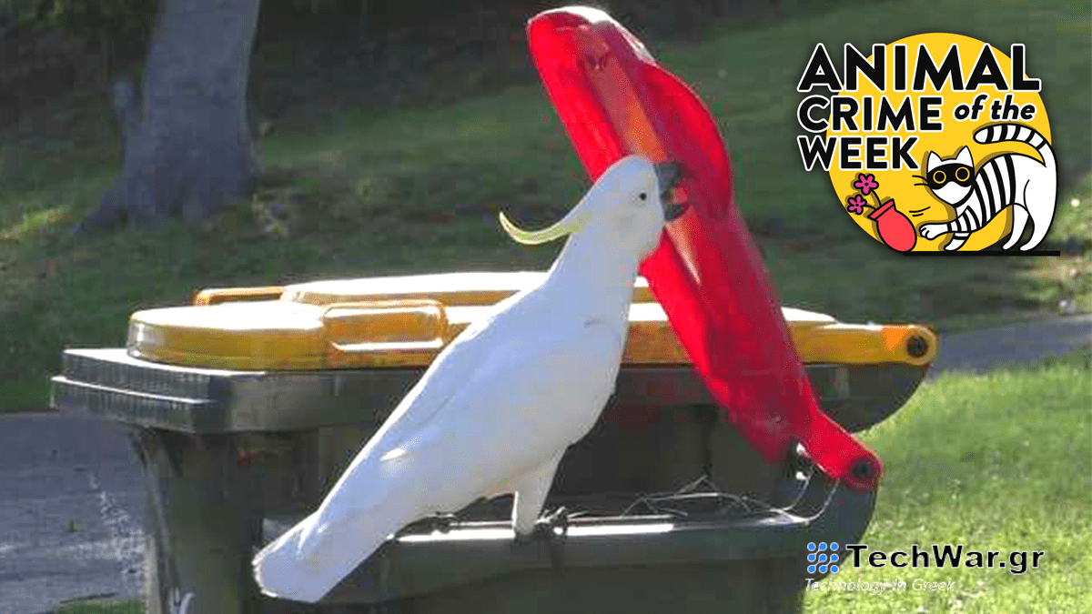 Δεν μπορώ παρά να θαυμάσω τους παπαγάλους της Αυστραλίας που κλέβουν τα σκουπίδια