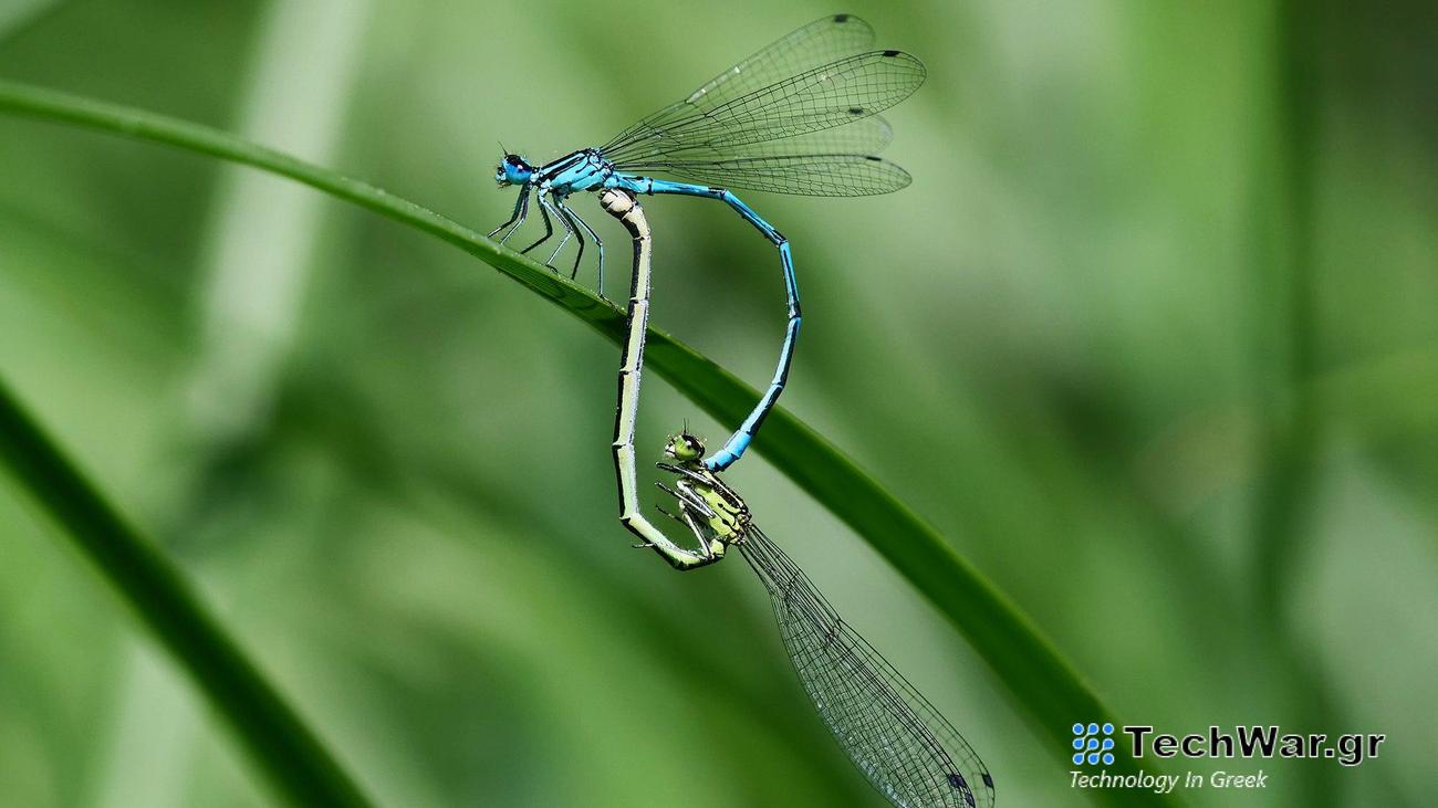 Dragonflies mating - Azure damselflies