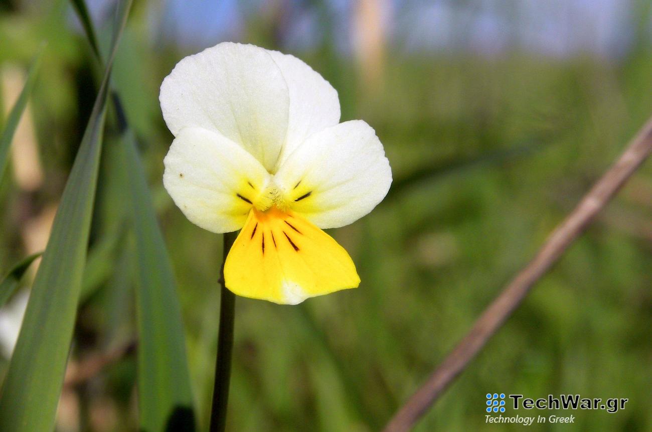 Η τραγωδία μιας βιολέτας που στερήθηκε το σεξ