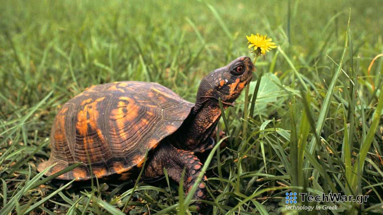 Cope's Rule, a classic evolutionary theory, states that animals tend to grow larger through evolutionary time. But there are lots of examples to the contrary, like some lizards, many types of turtles, and even certain dragonflies, which past studies suggest have shrunk or stayed the same size.