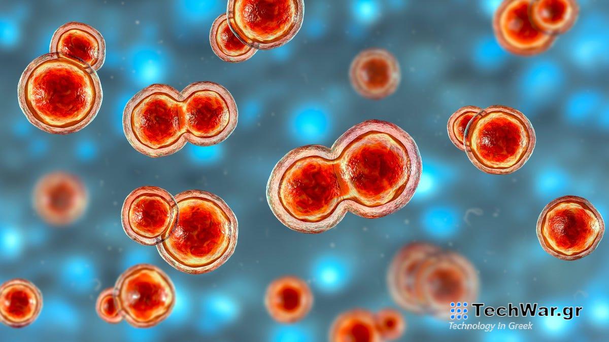 Μια σπάνια αλλά θανατηφόρα μυκητιασική λοίμωξη εμφανίζεται σε περισσότερες πολιτείες Μια σπάνια αλλά θανατηφόρα μυκητιασική λοίμωξη εμφανίζεται σε περισσότερες πολιτείες