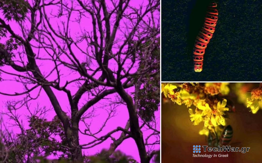 Οι επιστήμονες εφηύραν κάμερα που δείχνει τα χρώματα που βλέπουν τα ζώα – Είναι γαλανός ο ουρανός;