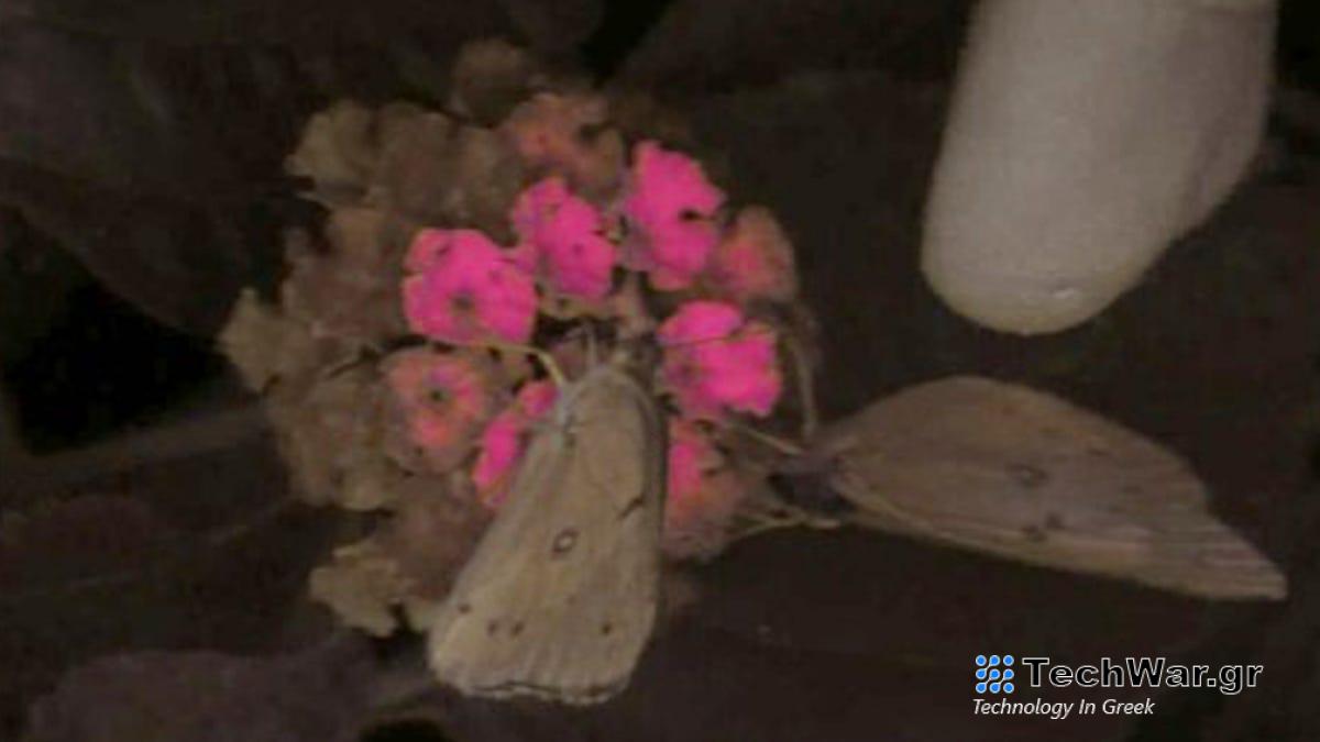 Οι επιστήμονες μόλις ανακάλυψαν μια βιντεοκάμερα που σας επιτρέπει να δείτε πώς βλέπουν τα ζώα τα χρώματα