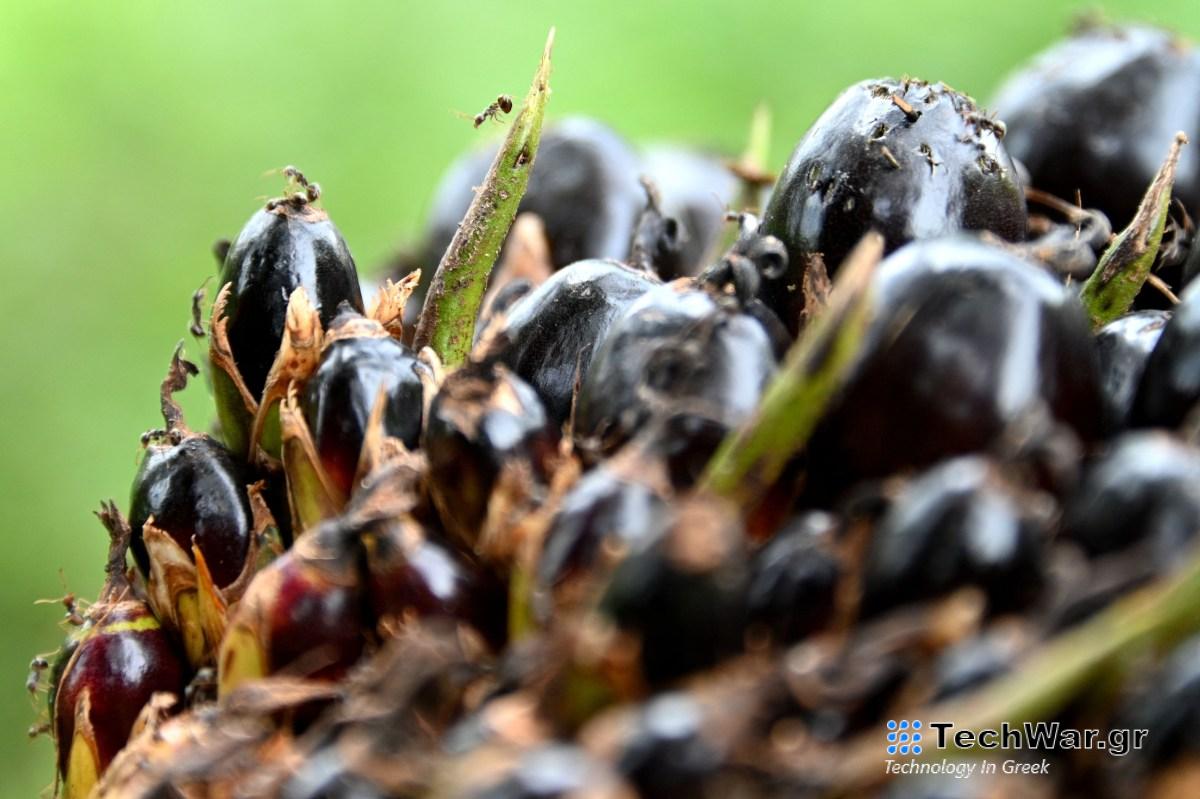 Τα υπολείμματα ζυθοποιίας νεοφυών επιχειρήσεων για την αντικατάσταση του φοινικέλαιου λαμβάνουν μετρητά από το Ίδρυμα Gates
