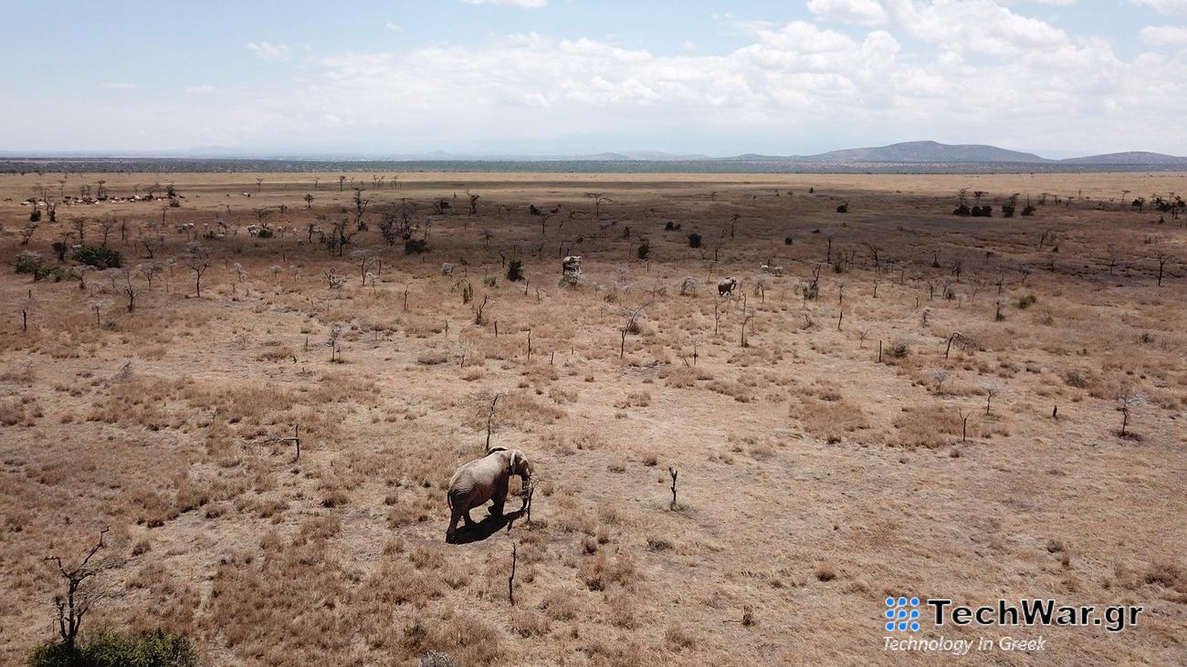 Elephants navigate a landscape invaded by big-headed ants at Ol Pejeta Conservancy in Laikipia, Kenya. Following invasion by big-headed ants, whistling-thorn trees are rendered vulnerable to elephants, whose browsing and breaking of trees promotes savanna openness.