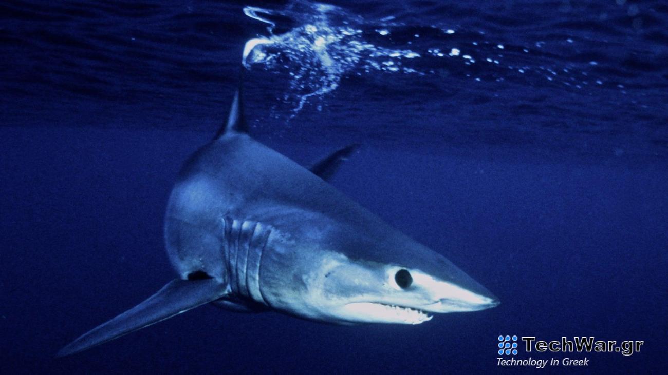 A mako shark swimming in the ocean.
