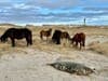 Στις ακτές του Sable Island συνυπάρχουν φώκιες και άλογα.  Στο βάθος είναι το παλιό σπίτι των φωτοφυλάκων στο οποίο ζει η ερευνητική ομάδα. ΠΙΣΤΩΣΗ: Michelle Shero/ ©Woods Hole Oceanographic Institution.