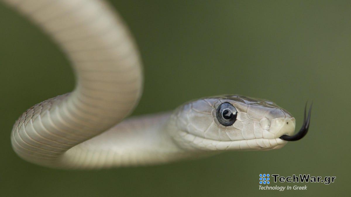 Το Universal Antivenom for Snake Bites μπορεί σύντομα να γίνει πραγματικότητα
