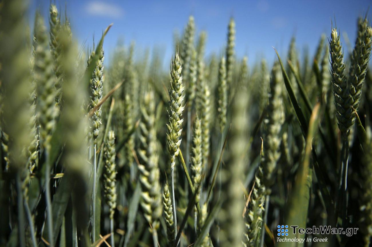 Μεταλλαγμένα τρόφιμα: Προς χαλάρωση οι ευρωπαϊκοί κανόνες για νέες τεχνικές