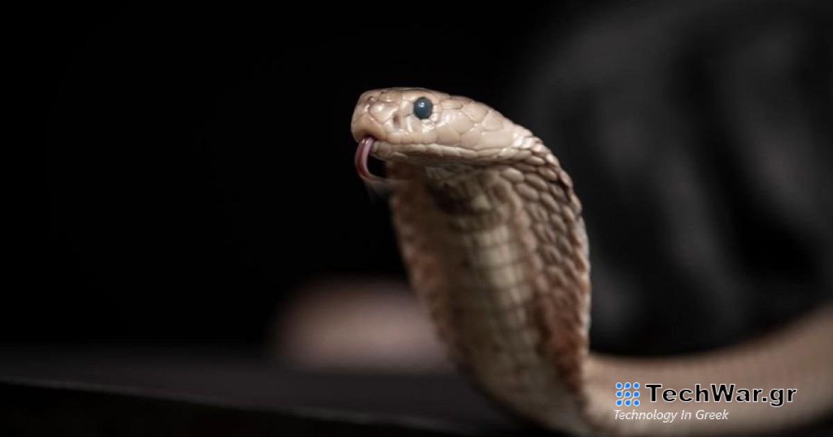 Καθολικό αντίδοτο για τα δαγκώματα από φίδια