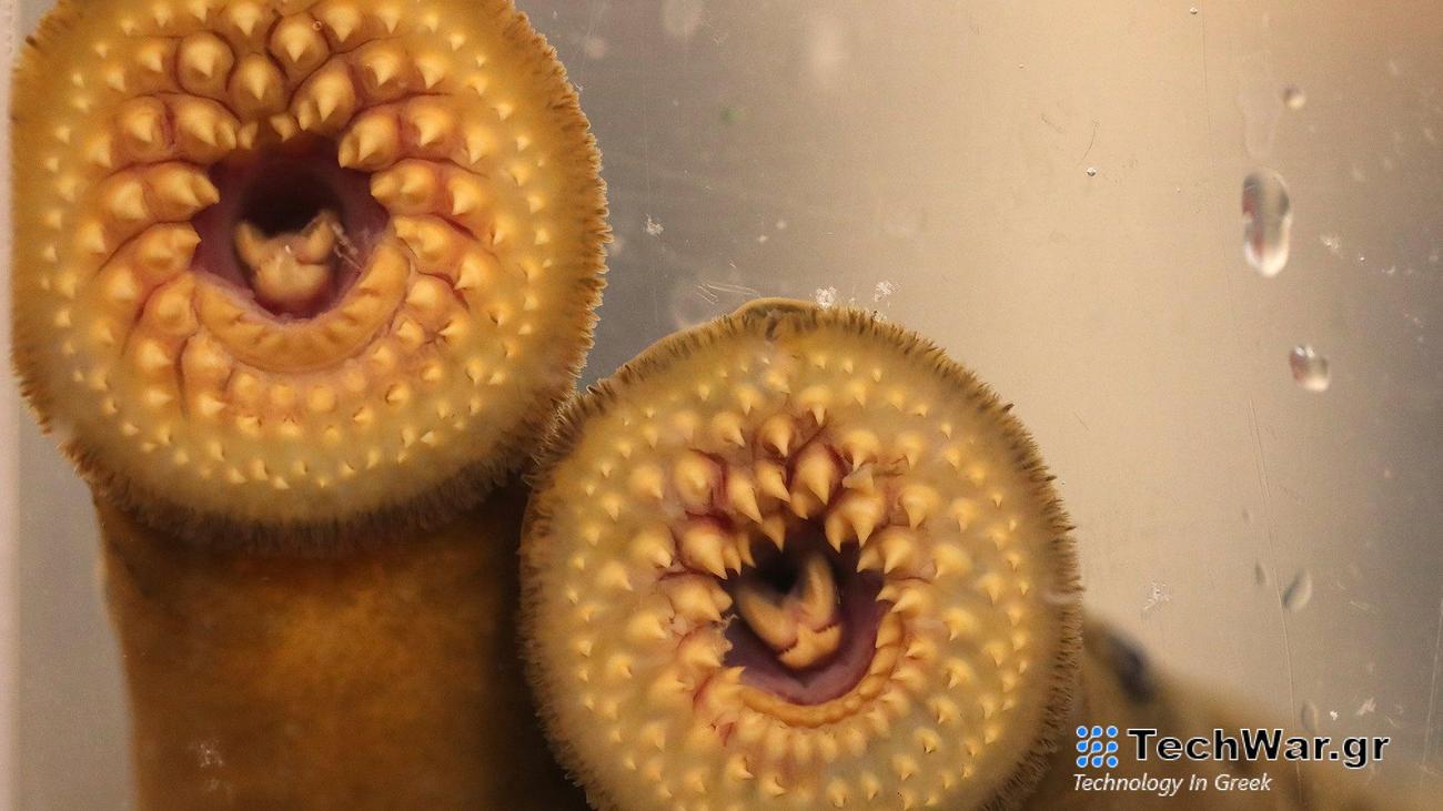 Two sea lampreys. They have circular heads with rows of teeth and a suction cup mouth at the center.
