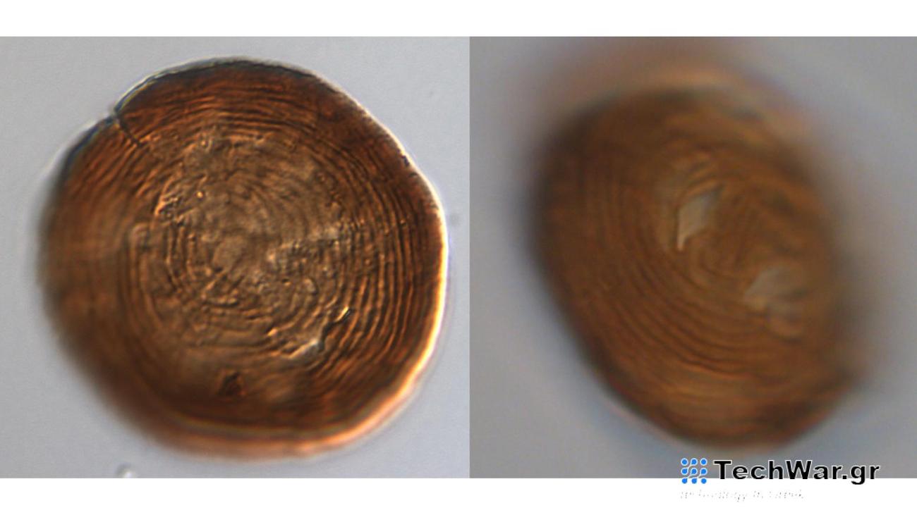 Αυτός είναι ο μικροσκοπικός οργανισμός που βρίσκεται στη Γη εδώ και 450 εκατομμύρια χρόνια