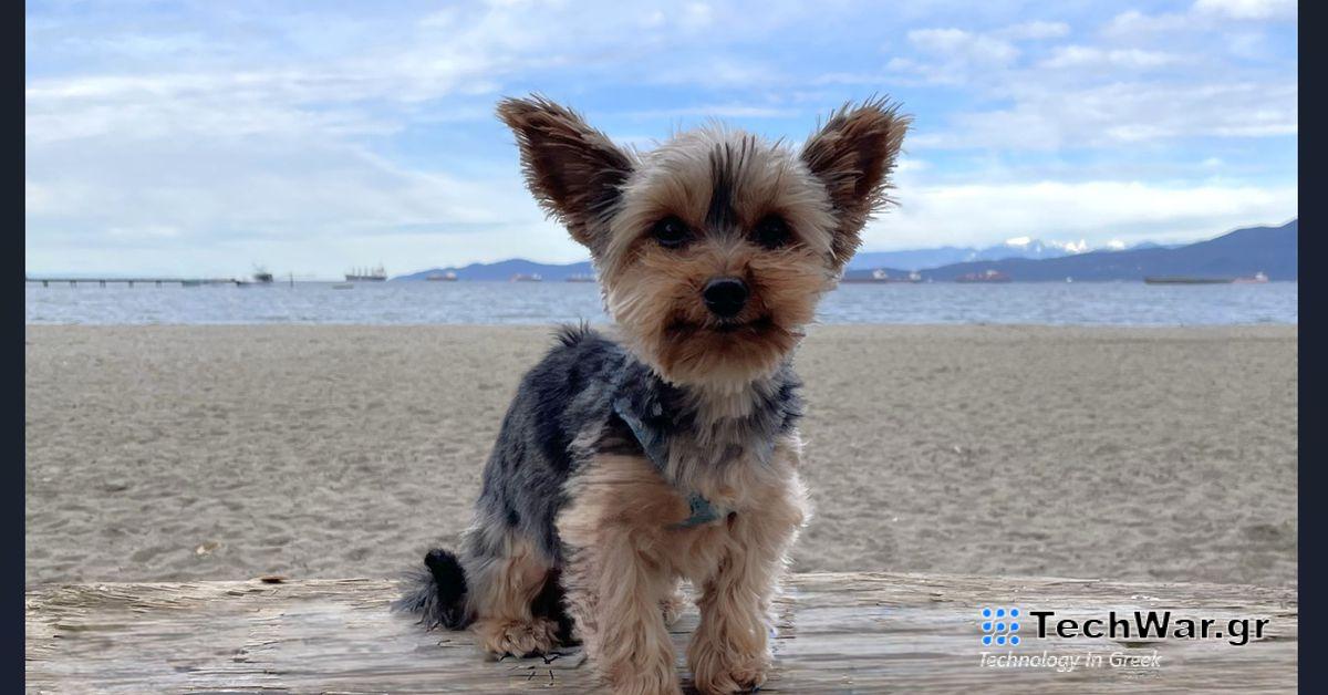 Η Microsoft αποκτά μια γόμα AI για την εφαρμογή Photos στα Windows 10 και 11