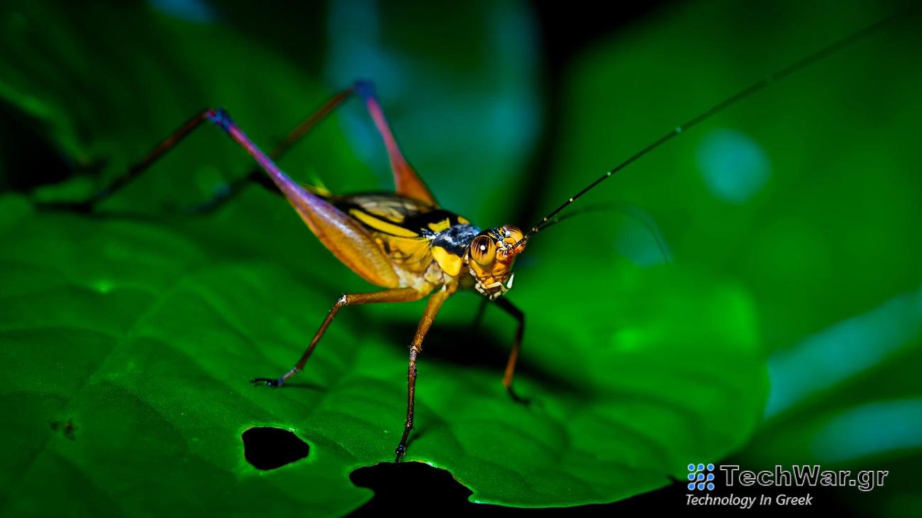 Colorful cricket on green leaf