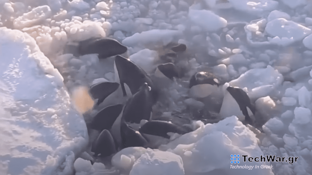 Η ομάδα φαλαινών δολοφόνων που παγιδεύτηκαν απεγνωσμένα στον πάγο προφανώς ξέφυγε