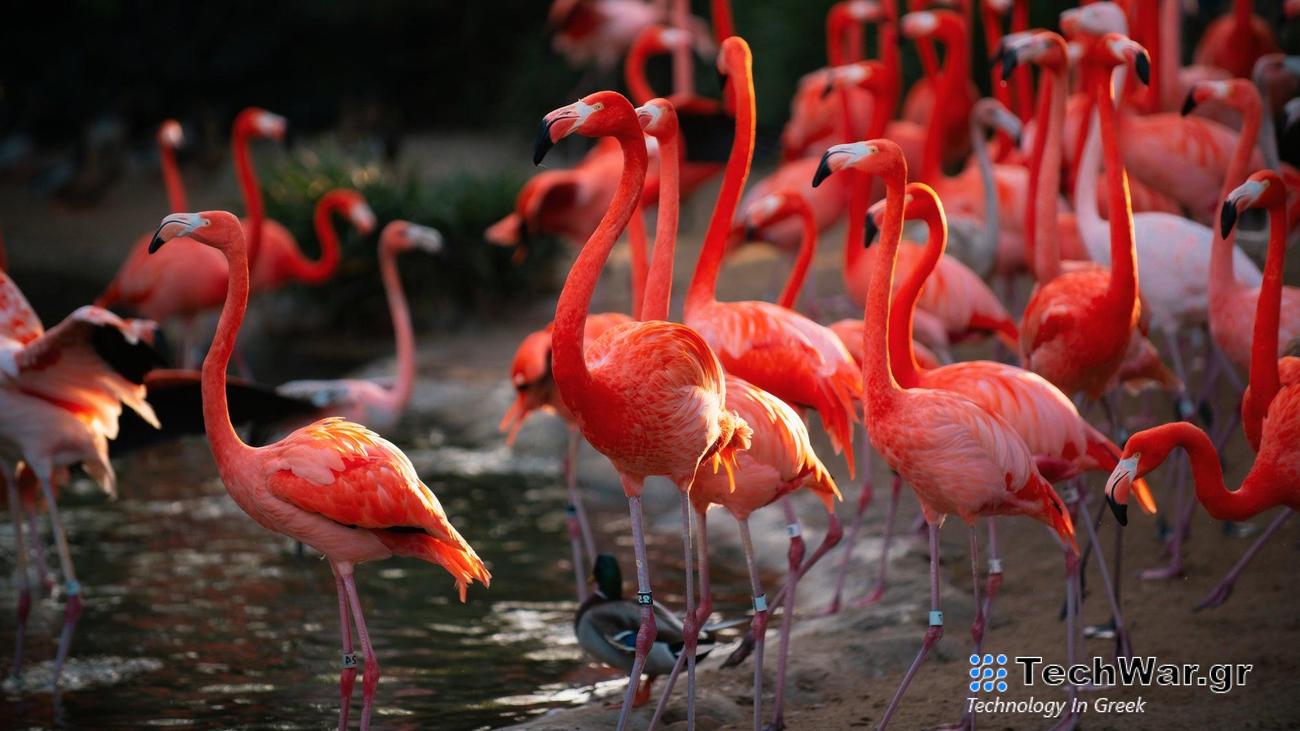 Similarly to pigeons, flamingo male and females produce crop milk for their babies.