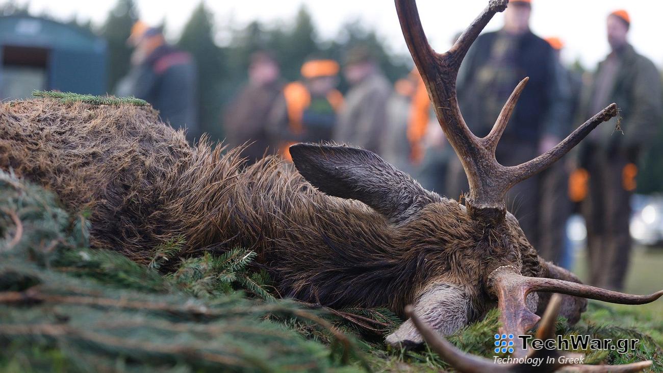 Chronic wasting disease currently is known to infect only members of the cervid family—elk, deer, reindeer, caribou, and moose.