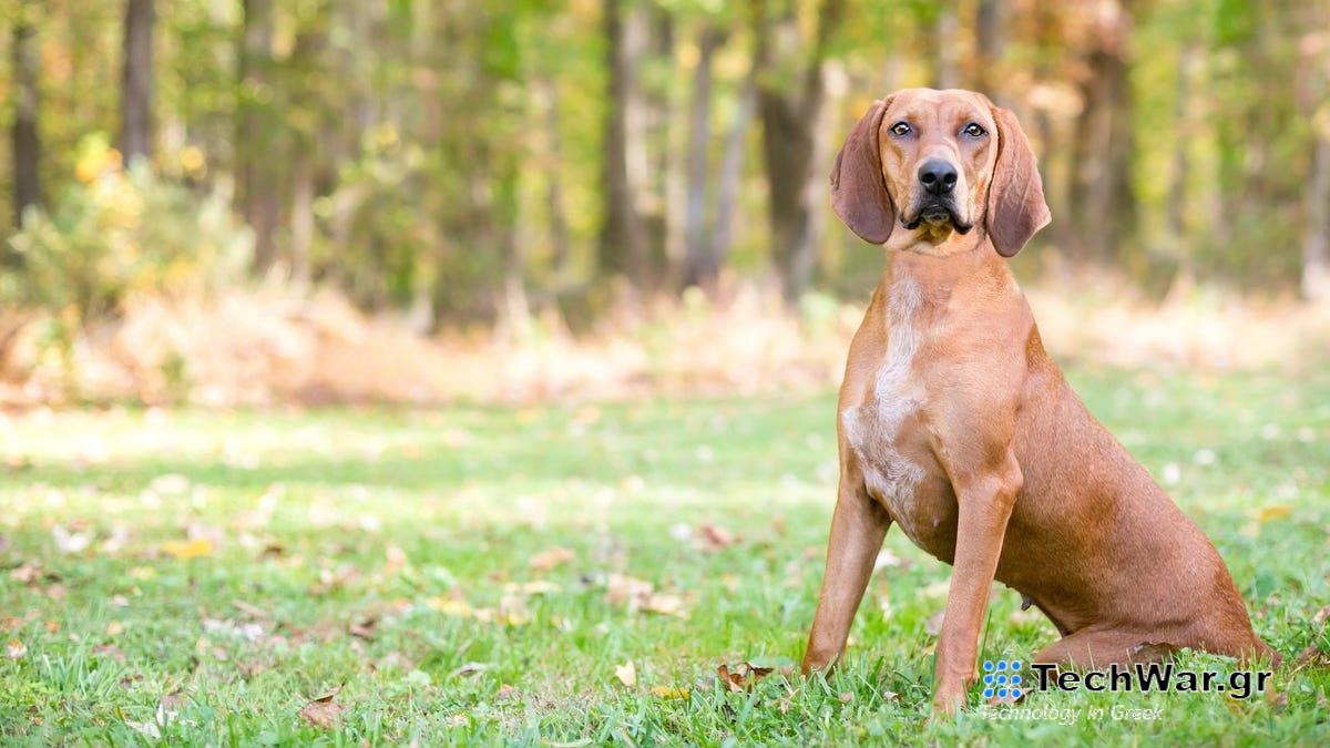 Η διάρροια του σκύλου σας μπορεί να είναι γεμάτη με υπερβακτήρια
