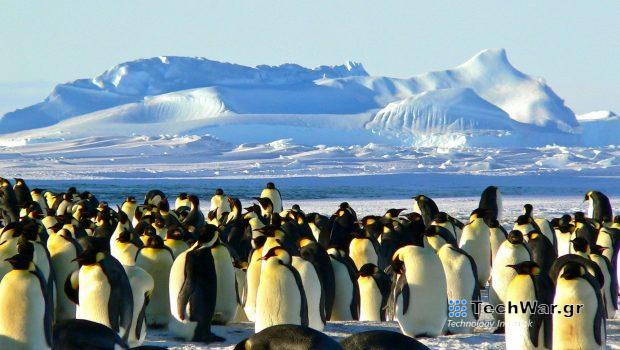 Γρίπη των πτηνών: Ο ιός έφτασε στη ηπειρωτική Ανταρκτική, φόβοι για καταστροφή