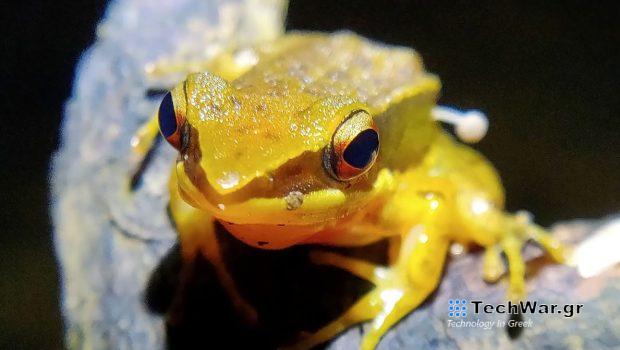 Μανιτάρι που φύτρωσε σε βάτραχο, η νέα παραξενιά της βιολογίας (εικόνες)