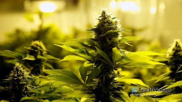 Νόμιμη από 1η Απριλίου η κάνναβη στη Γερμανία