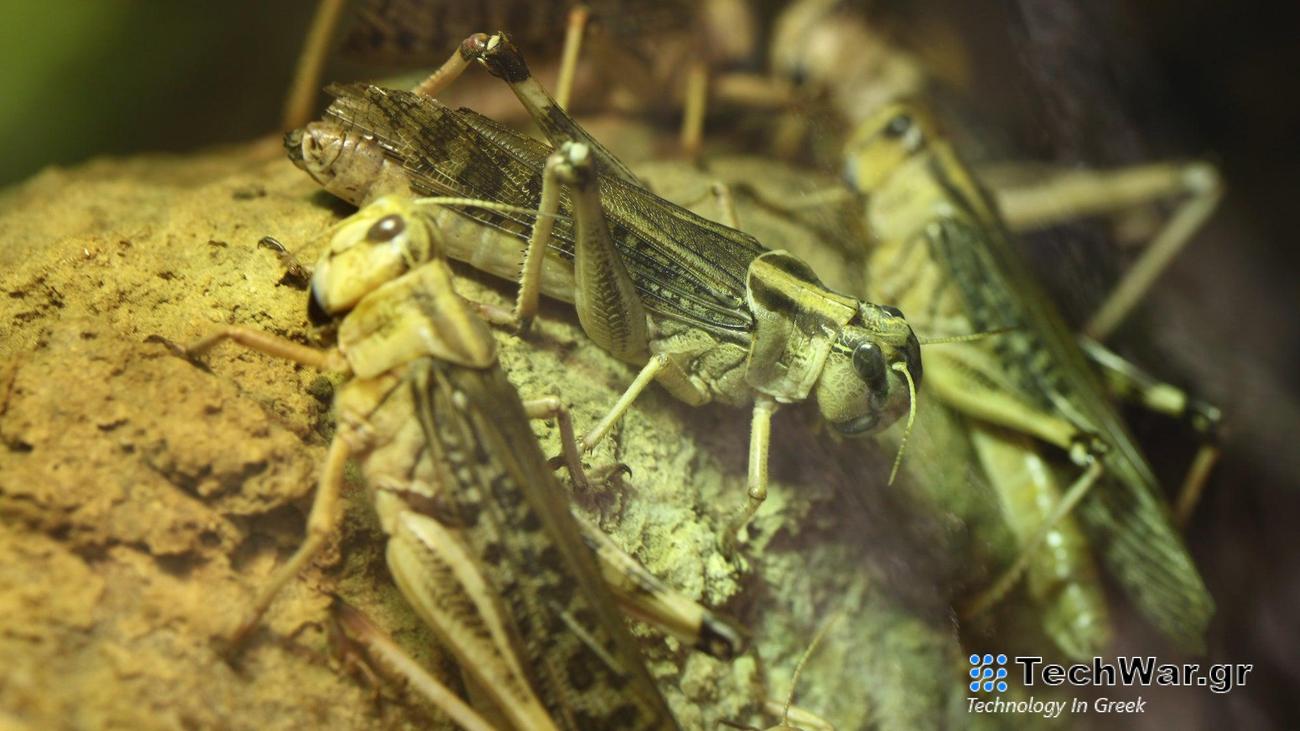 Desert locust (Schistocerca gregaria)