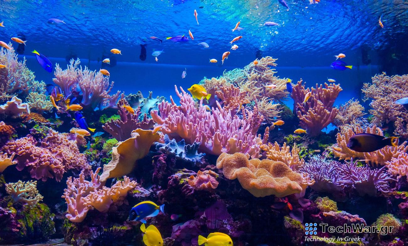 Οι κοραλλιογενείς ύφαλοι του κόσμου είναι ακόμη μεγαλύτεροι από ό,τι πιστεύαμε προηγουμένως
