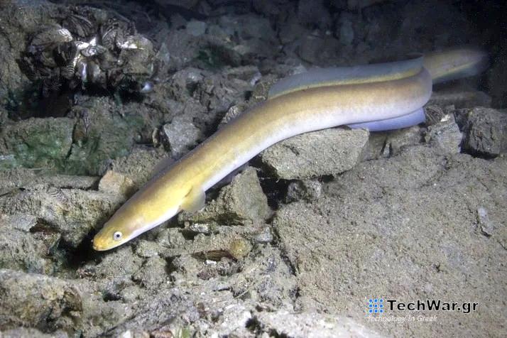 Δορυφορικοί πομποί παρακολουθούν απειλούμενα χέλια από την Ελλάδα ως την Καραϊβική