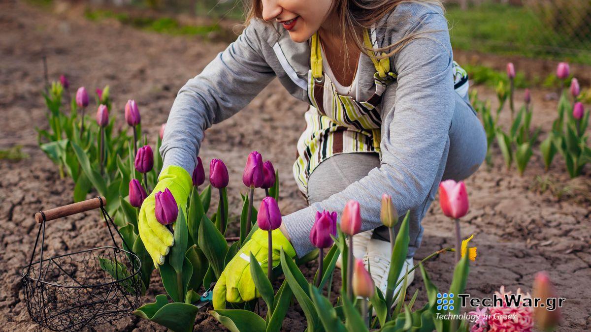 Tulips in the soil